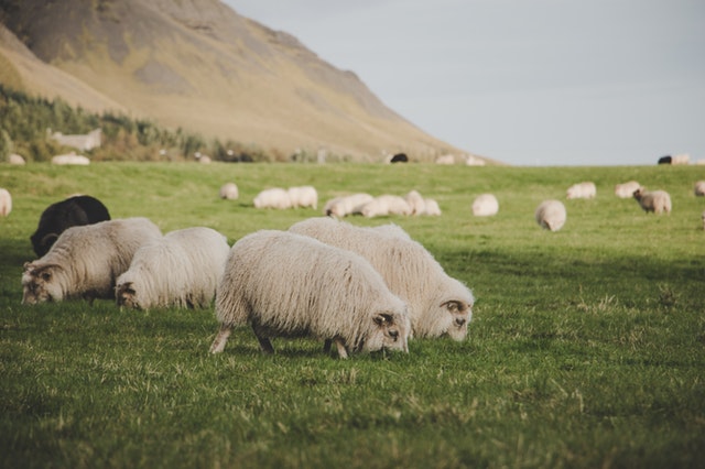 Islandsk lammeskind og får