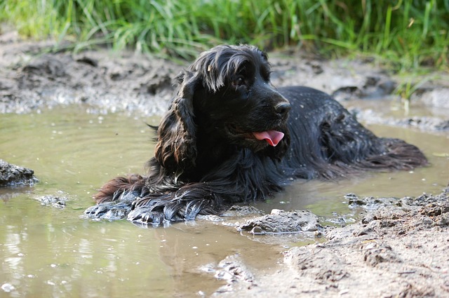 Hund og lammeskind